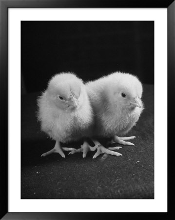 Baby Chicks Being Used For Experiments In Sex Hormones by Hansel Mieth Pricing Limited Edition Print image