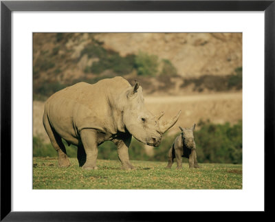 A Captive Southern White Rhinoceros Guards Its Young by Roy Toft Pricing Limited Edition Print image