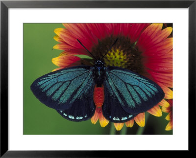 Atala (Coontie Hairstreak) by Brian Kenney Pricing Limited Edition Print image