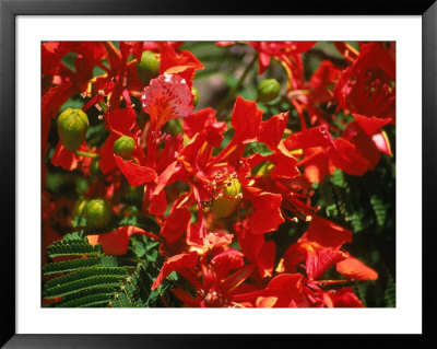 Poinciana Tree Blossoms, Bermuda by Francie Manning Pricing Limited Edition Print image