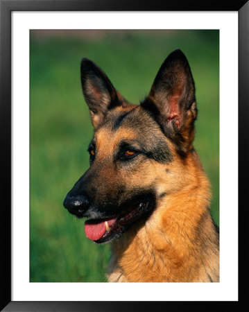 German Shepherd by Francie Manning Pricing Limited Edition Print image