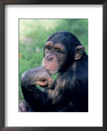 Chimpanzee Resting Chin On Hand by Richard Stacks Pricing Limited Edition Print image