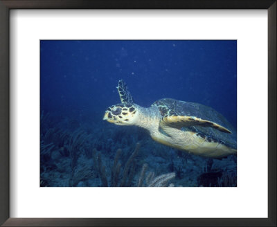 Loggerhead Turtle Underwater by Shirley Vanderbilt Pricing Limited Edition Print image