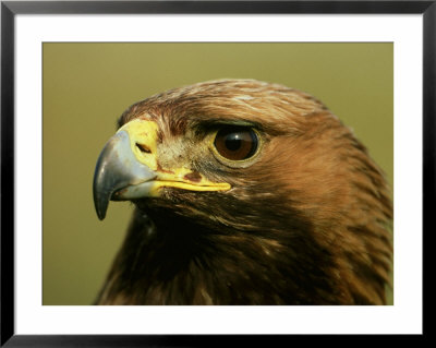 Golden Eagle, Close Up Of Adult, Scotland by Mark Hamblin Pricing Limited Edition Print image