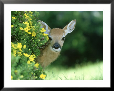 White-Tailed Deer, Fawn, Montana by Alan And Sandy Carey Pricing Limited Edition Print image