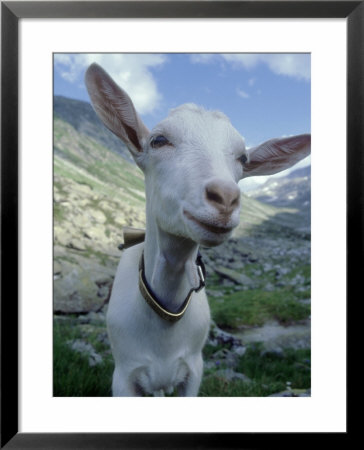 Goat, Inquisitive, Switzerland by Olaf Broders Pricing Limited Edition Print image