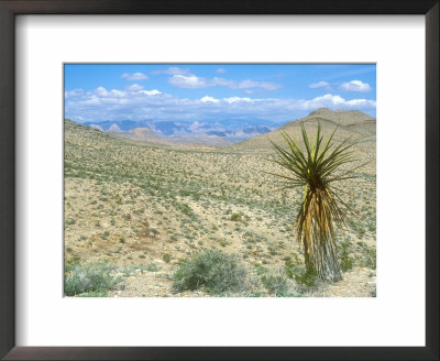 Mojave Desert Landscape, Nevada by David Boag Pricing Limited Edition Print image
