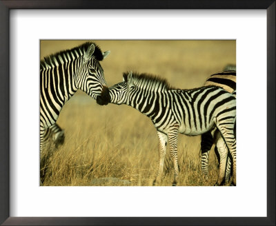 Burchells Zebra Youngster Greeting Mother Botswana, Southern Africa by Mark Hamblin Pricing Limited Edition Print image