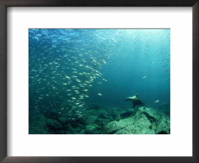 Californian Sea Lion, Sea Of Cortez, Mexico by Tobias Bernhard Pricing Limited Edition Print image