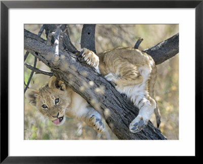 African Lion, Young Cub Climbing Tree, Southern Africa by Mark Hamblin Pricing Limited Edition Print image