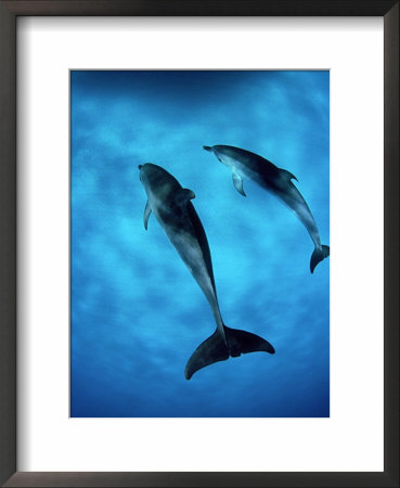 Atlantic Spotted Dolphin, Bimini, Bahamas by Tobias Bernhard Pricing Limited Edition Print image