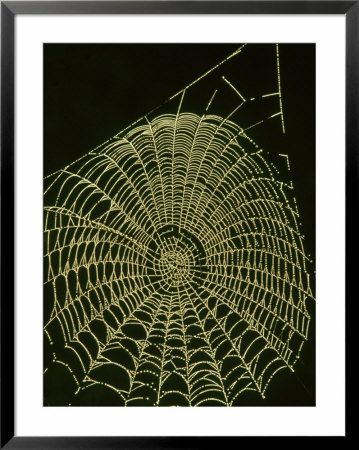 Orb Spiders Cobweb, Showing Water Droplets September Uk by Mark Hamblin Pricing Limited Edition Print image