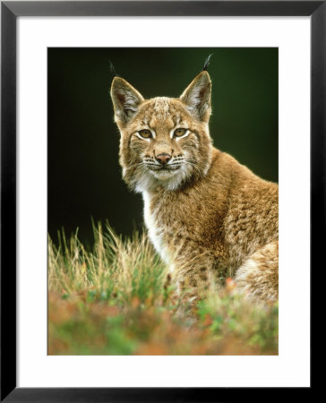 European Lynx, Yearling Male, Czech Republic by Niall Benvie Pricing Limited Edition Print image