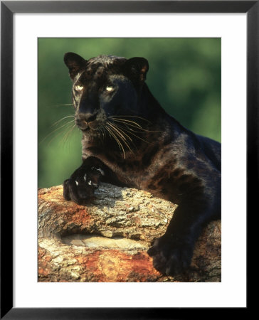 Black Panther, Colour Morph, Asia by Brian Kenney Pricing Limited Edition Print image