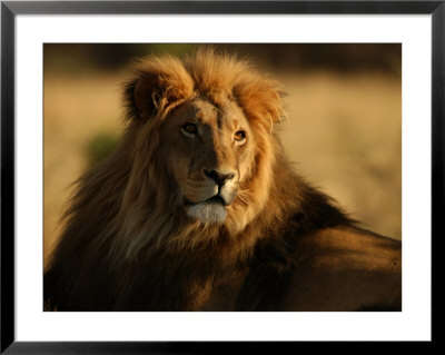 Lions, Namibia, Africa by Keith Levit Pricing Limited Edition Print image