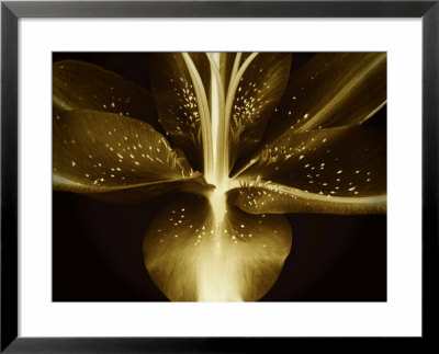 Lily Landscape by Irene Suchocki Pricing Limited Edition Print image