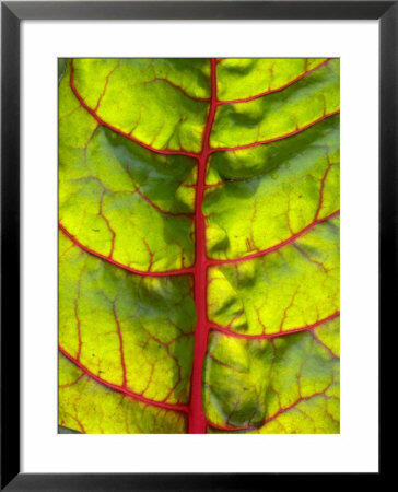 A Chard Leaf by Ottmar Diez Pricing Limited Edition Print image