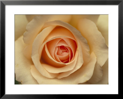 Closeup Of A Mothers Love Rose Flower And Petals, Jamieson, Australia by Jason Edwards Pricing Limited Edition Print image