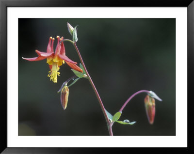 Closeup Of Western Columbine, Alaska by Rich Reid Pricing Limited Edition Print image