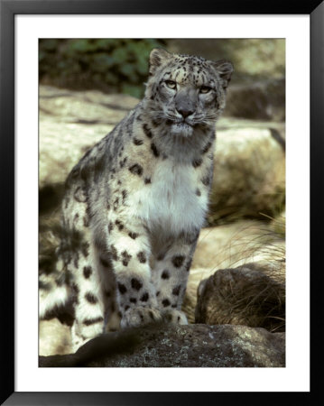 The Appraising Stare Of A Majestic Snow Leopard, Alpine Predator, Melbourne Zoo, Australia by Jason Edwards Pricing Limited Edition Print image