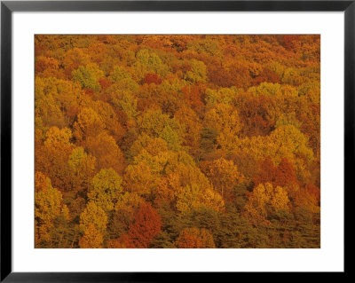 Scenic Overview Of Trees In Fall Color, Virginia by Kenneth Garrett Pricing Limited Edition Print image