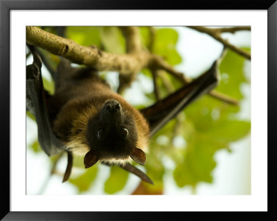 Indian Flying Fox From The Sedgwick County Zoo, Kansas by Joel Sartore Pricing Limited Edition Print image