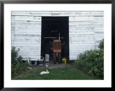 Two Rabbits Outside A Barn In Greenleaf, Kansas by Joel Sartore Pricing Limited Edition Print image