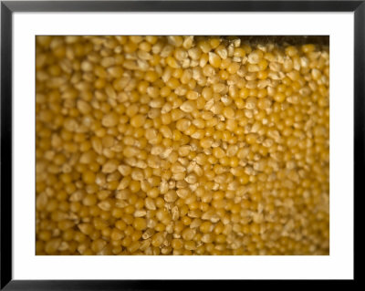 Unpopped Corn Kernals, Bartlesville, Oklahoma by Joel Sartore Pricing Limited Edition Print image