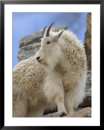 Mountain Goat At The Cheyenne Mountain Zoo, Colorado by Joel Sartore Pricing Limited Edition Print image