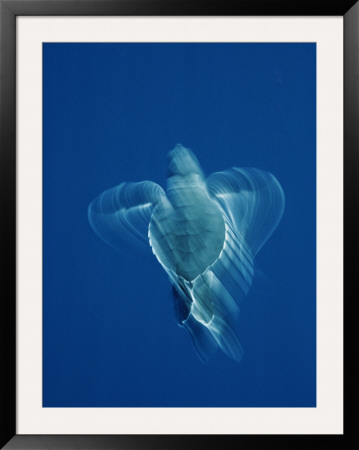 Newly Hatched Black Turtle Propels Itself Away From Michoacan State, Mexico by Bill Curtsinger Pricing Limited Edition Print image