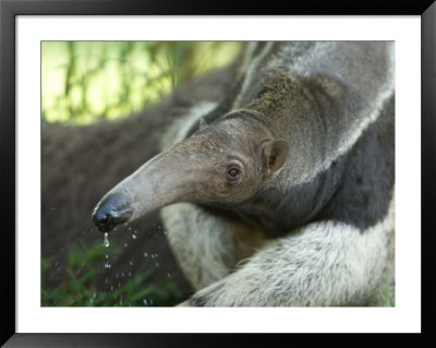 Giant Anteaters At The Sunset Zoo by Joel Sartore Pricing Limited Edition Print image