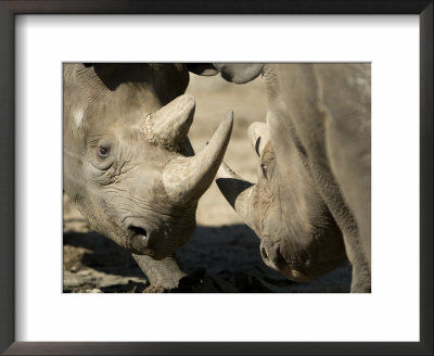 Eastern Black Rhinoceros From The Sedgwick County Zoo, Kansas by Joel Sartore Pricing Limited Edition Print image