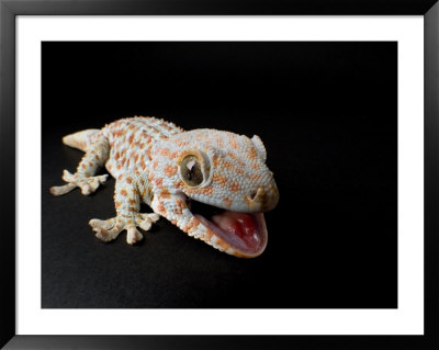 Tokay Gecko At The Sunset Zoo In Manhattan, Kansas by Joel Sartore Pricing Limited Edition Print image