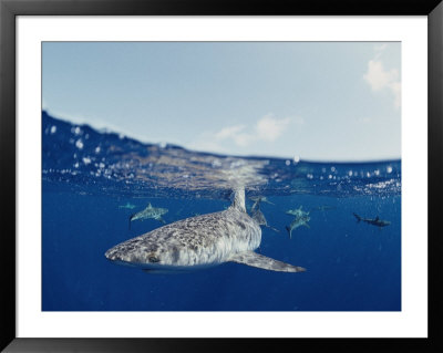 Gray Reef Sharks by Bill Curtsinger Pricing Limited Edition Print image
