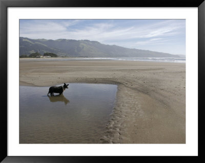 Dog Playing On Sandy Beach In Water, Bolinas, California by Brimberg & Coulson Pricing Limited Edition Print image