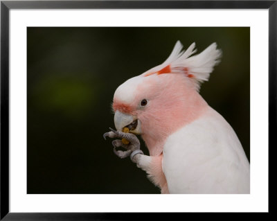 Sedgwick County Zoo, Wichita, Kansas, United States Of America by Joel Sartore Pricing Limited Edition Print image