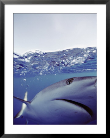 Underwater View Of Gray Reef Shark by Bill Curtsinger Pricing Limited Edition Print image