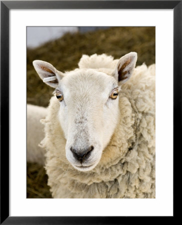 Portrait Of A Sheep With Ear Tag, Pennsylvania by Tim Laman Pricing Limited Edition Print image