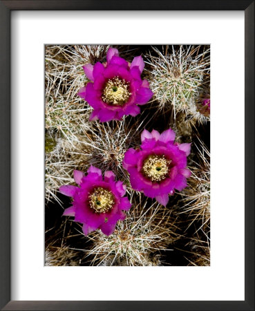 Pink-Flower Hedgehog Cactus, Anza-Borrego Desert State Park, California by Tim Laman Pricing Limited Edition Print image
