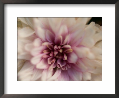 Close Up Of A Chrysanthemum Flower, Elkhorn, Nebraska by Joel Sartore Pricing Limited Edition Print image