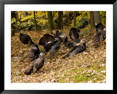 Gaggle Of Wild Turkeys, Lexington, Massachusetts by Tim Laman Pricing Limited Edition Print image