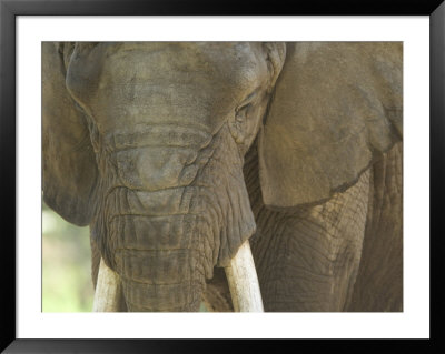 African Elephant At The Henry Doorly Zoo In Omaha, Nebraska by Joel Sartore Pricing Limited Edition Print image