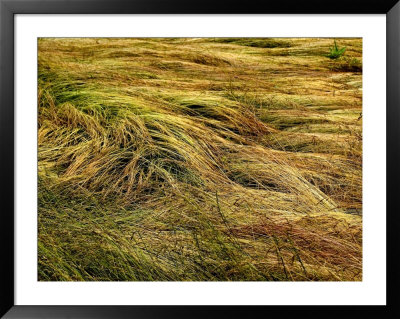 Shoreline Grasses Being Bown By The Wind, Groton, Connecticut by Todd Gipstein Pricing Limited Edition Print image
