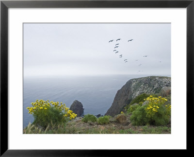 Brown Pelicans Fly Over Santa Cruz Island, California by Rich Reid Pricing Limited Edition Print image