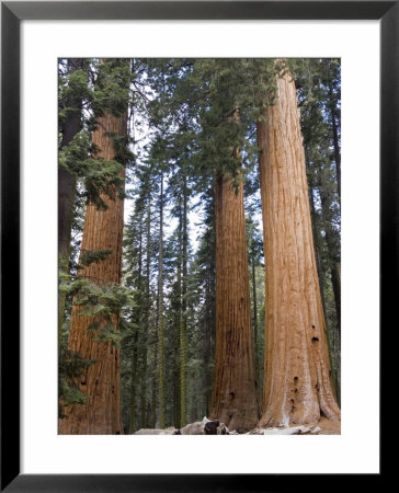 Giant Sequoias Trees Above Round Meadow, California by Rich Reid Pricing Limited Edition Print image