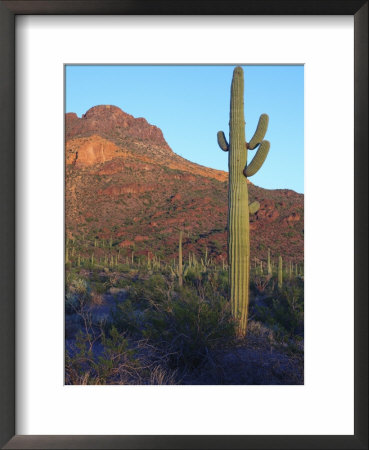Sonoran Desert Scene With Saguaro Cactus by George Grall Pricing Limited Edition Print image