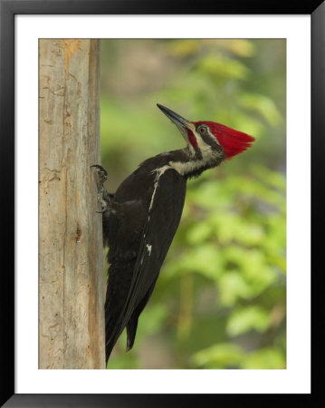 Pileatd Woodpecker Scales A Pine Tree Trunk by George Grall Pricing Limited Edition Print image