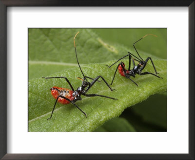 Two Assasin Wheel Bug Larvae by George Grall Pricing Limited Edition Print image