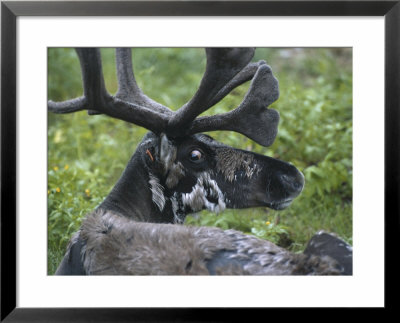 Finland, Rovaniemi: A Reindeer, Shedding Its Winter Coat, Rests In The Grass by Brimberg & Coulson Pricing Limited Edition Print image