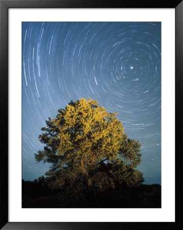 Startrails Around The Polaris And Pinyon Pine Tree, Utah by Rich Reid Pricing Limited Edition Print image
